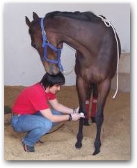 Bodo demonstrates in Peru, the horse is clearly relaxed..  &raquo; Click to zoom ->