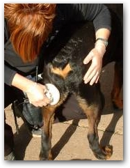 Gilliyan Carter Equi-Therapy UK was the first equine therapist in the UK to discovers the effects of DEEP OSCILLATION, it became apparent very quickly that it was also suitable for the canine world too, picture shows Gilliyan working on Rottweiler.  &raquo; Click to zoom ->