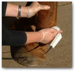 Gilliyan shows the way to work with horses and dogs; one gloved hand, one applicator, the unit sits in a belt around the waist enabling free and easy movement around the horse.  &raquo; Click to zoom ->