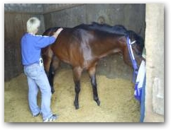 Bodo Wisst, Physiotherapist, applies DEEP OSCILLATION to horse in Peru following effective treatment with his atheletes and duplicates the success for equine  &raquo; Click to zoom ->