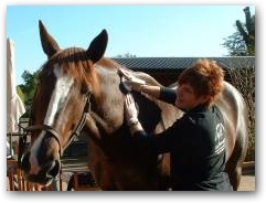 Gilliyan Carter of Equi-Therapy TM UK was the first equine therapist to use DEEP OSCILLATION&reg; as a successful treatment for horses.  &raquo; Click to zoom ->