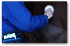 Lyn Hopegood of Nottingham Trent University using the DEEP OSCILLATION&reg; Personal Sport during her study "Physiological Effects of Massage and DEEP OSCILLATION&reg; on the horse"  &raquo; Click to zoom ->