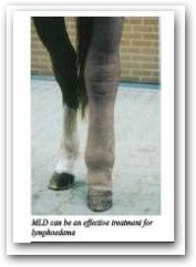 Manual lymphatic drainage (MLD) is widely used on the Continent as an effective form of treatment for a wide range of conditions. In Germany the MLD therapist and the Veterinary Surgeons work as a team together &ndash; the vet diagnosing the condition and suggesting MLD to the clients &ndash; whilst the therapist treats the horse.  &raquo; Click to zoom ->