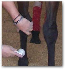The horse problems Bodo would commonly treat are: traumatic, hips,arthritis, muscle spasm and injuries, tendonitis, preciosities and knee problems..  &raquo; Click to zoom ->