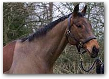 King Solomon III, Mary King's Olympic partner retires due to a bout of Lymphangitis  &raquo; Click to zoom ->