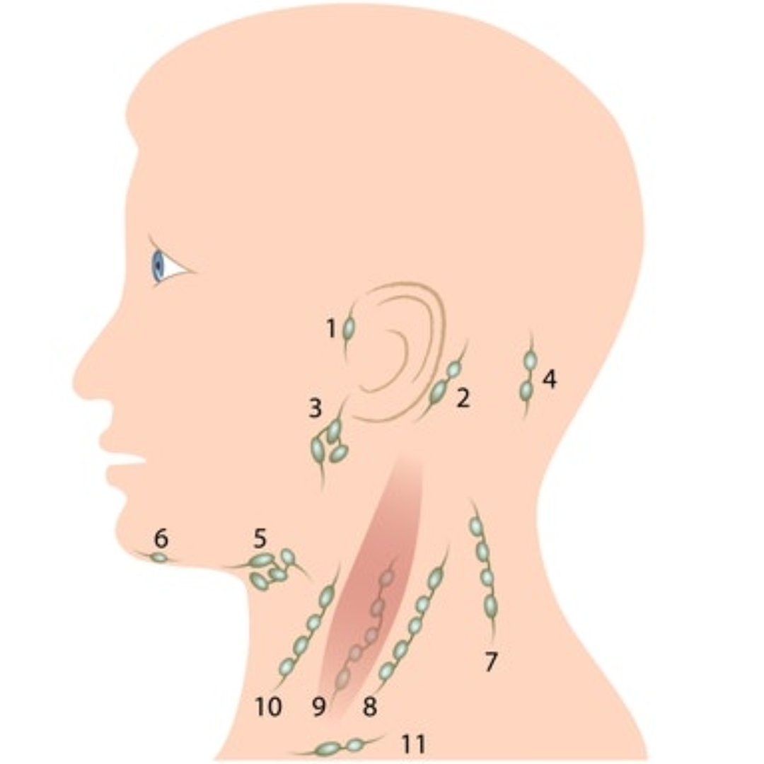 lymph nodes in head